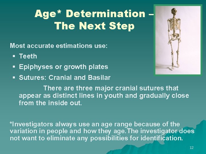 Age* Determination – The Next Step Most accurate estimations use: § Teeth § Epiphyses