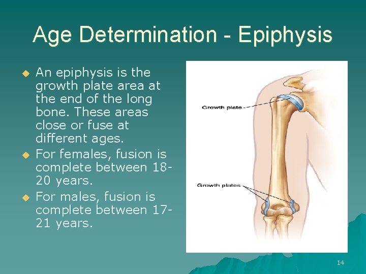 Age Determination - Epiphysis u u u An epiphysis is the growth plate area