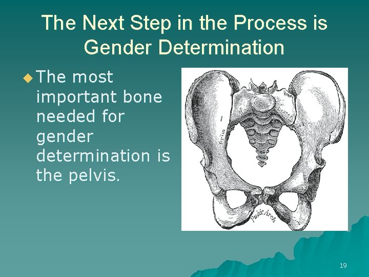 The Next Step in the Process is Gender Determination u The most important bone