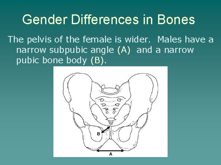 Gender Differences in Bones The pelvis of the female is wider. Males have a