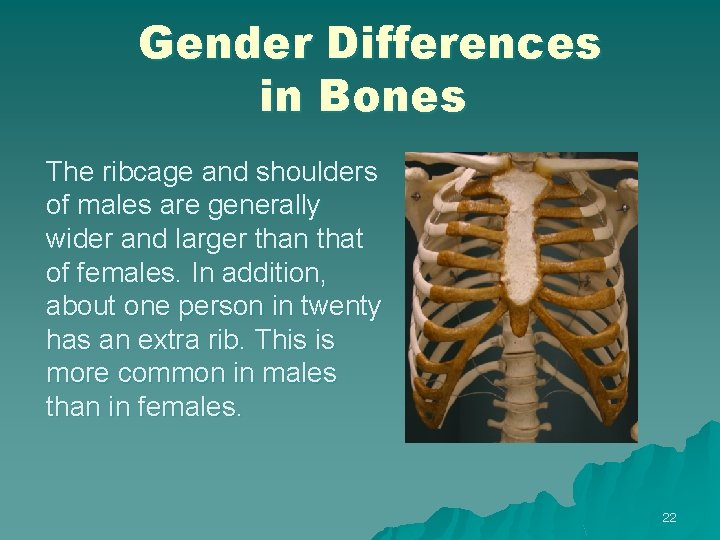 Gender Differences in Bones The ribcage and shoulders of males are generally wider and