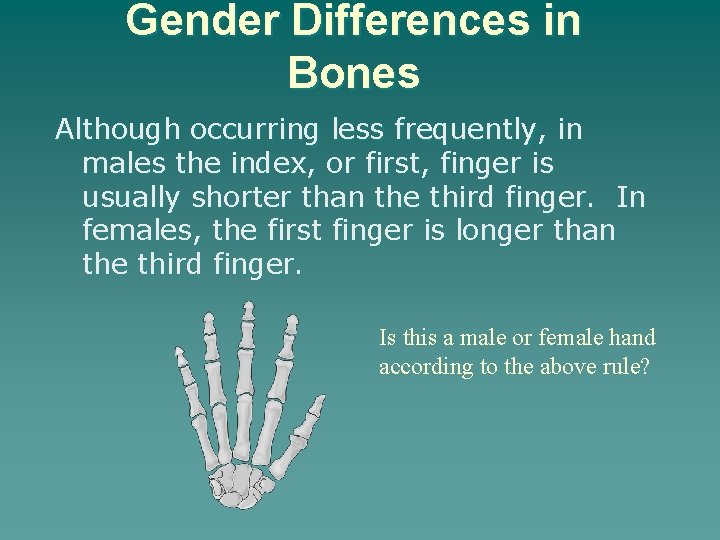 Gender Differences in Bones Although occurring less frequently, in males the index, or first,