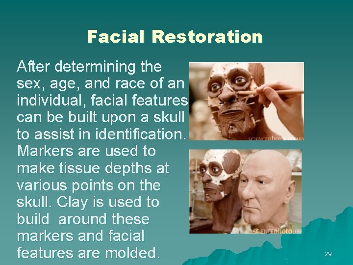 Facial Restoration After determining the sex, age, and race of an individual, facial features