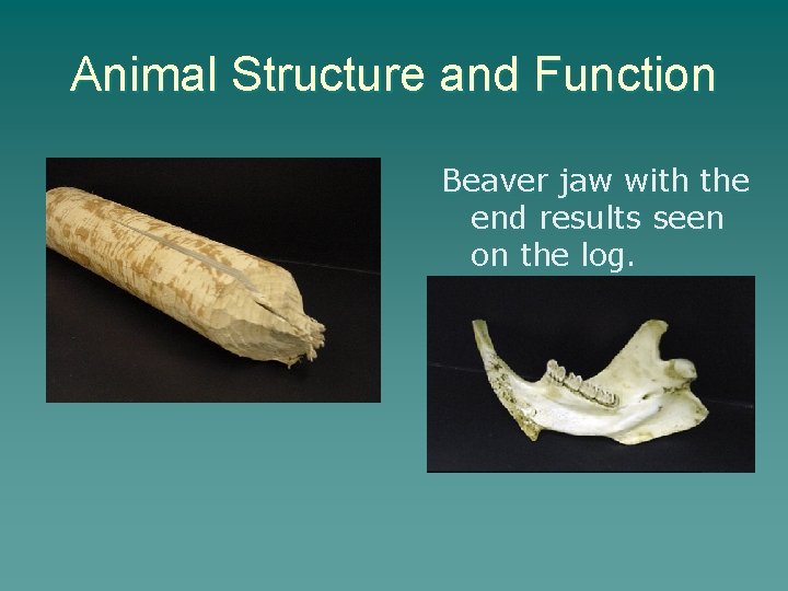 Animal Structure and Function Beaver jaw with the end results seen on the log.