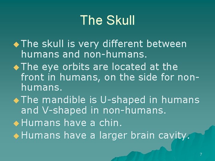 The Skull u The skull is very different between humans and non-humans. u The