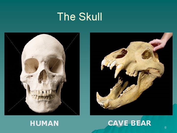 The Skull HUMAN CAVE BEAR 8 