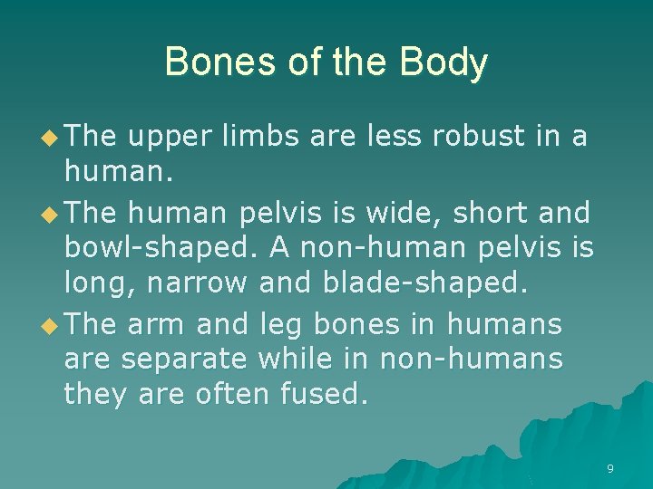 Bones of the Body u The upper limbs are less robust in a human.