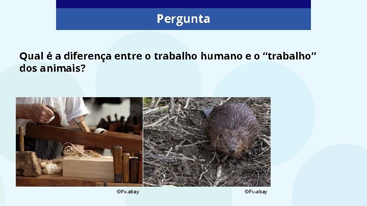 Pergunta Qual é a diferença entre o trabalho humano e o “trabalho” dos animais?