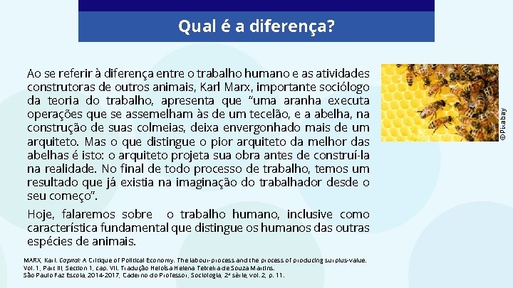 Ao se referir à diferença entre o trabalho humano e as atividades construtoras de