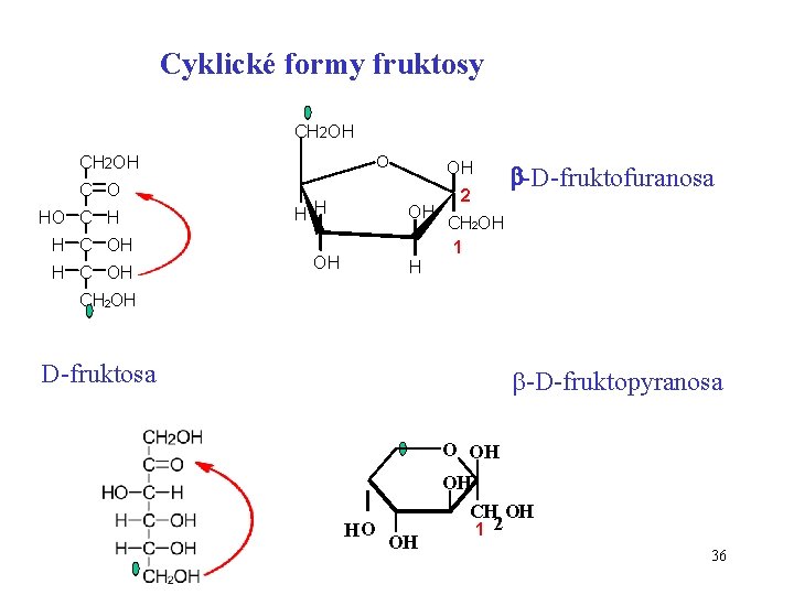 Cyklické formy fruktosy CH 2 OH C O HO C H H C OH