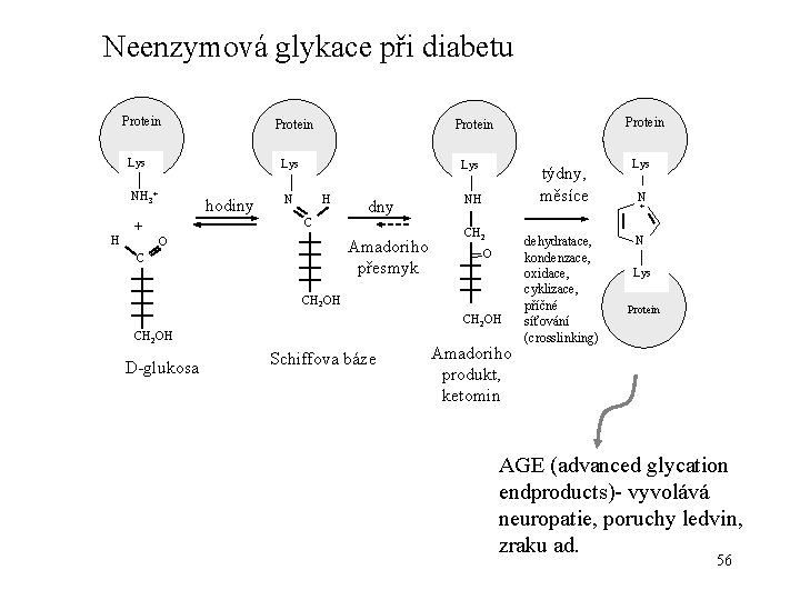 Neenzymová glykace při diabetu Protein Lys NH 3+ hodiny H Lys N H C