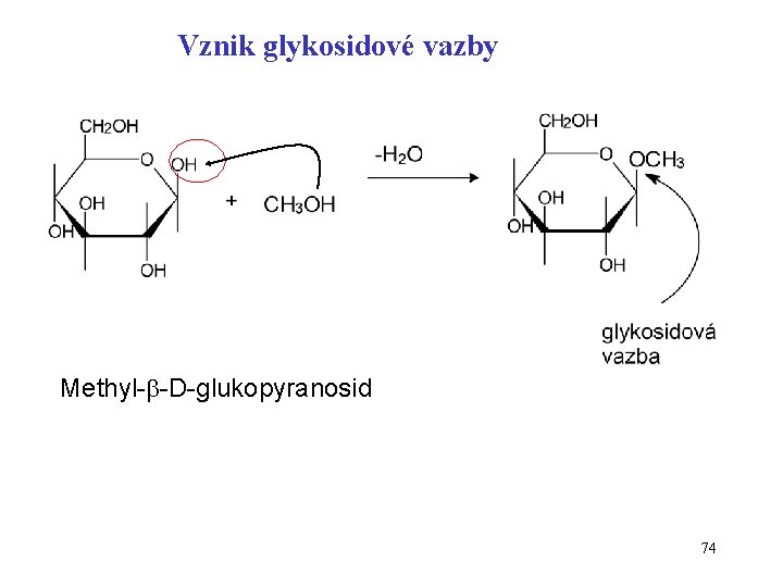 Vznik glykosidové vazby Methyl- -D-glukopyranosid 74 