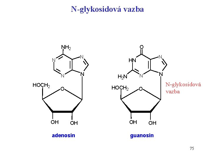 N-glykosidová vazba NH 2 N N HOCH 2 OH adenosin N HN N N