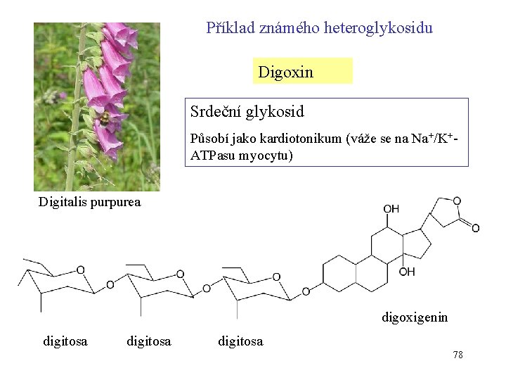 Příklad známého heteroglykosidu Digoxin Srdeční glykosid Působí jako kardiotonikum (váže se na Na+/K+ATPasu myocytu)