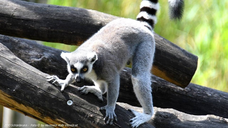 ZOO Schönbrunn - Foto © by Hermann Kolb Vienna. at 