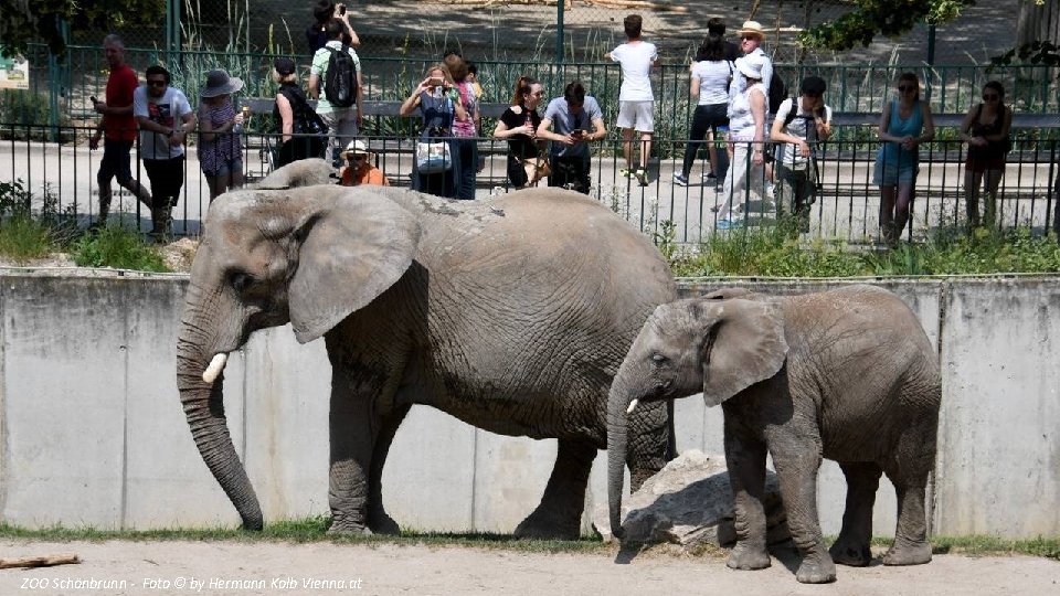 ZOO Schönbrunn - Foto © by Hermann Kolb Vienna. at 