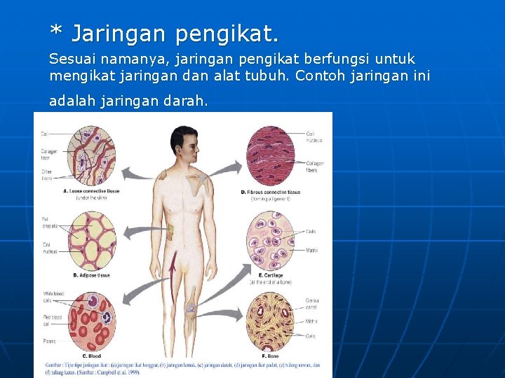 * Jaringan pengikat. Sesuai namanya, jaringan pengikat berfungsi untuk mengikat jaringan dan alat tubuh.