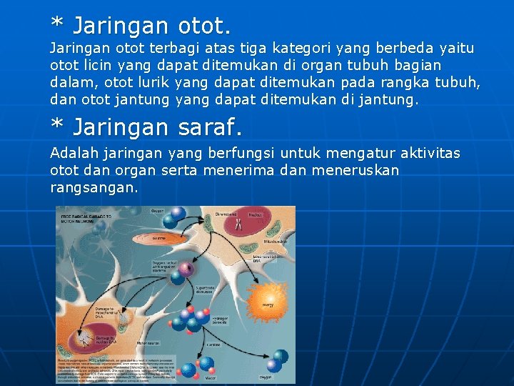 * Jaringan otot terbagi atas tiga kategori yang berbeda yaitu otot licin yang dapat