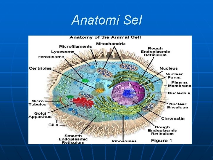 Anatomi Sel 