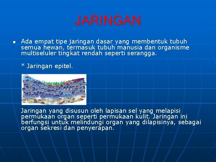 JARINGAN n Ada empat tipe jaringan dasar yang membentuk tubuh semua hewan, termasuk tubuh
