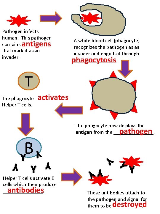 Pathogen infects human. This pathogen contains ______ antigens that mark it as an invader.