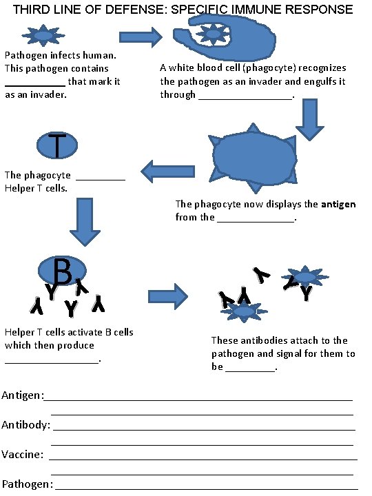 THIRD LINE OF DEFENSE: SPECIFIC IMMUNE RESPONSE Pathogen infects human. This pathogen contains ______