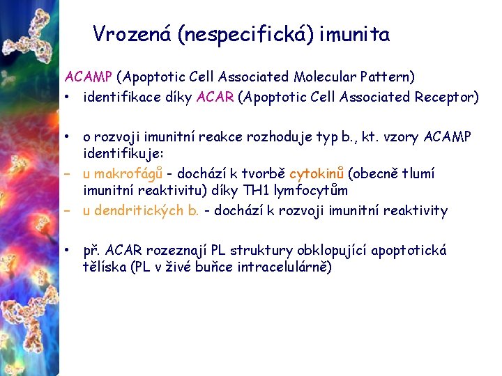 Vrozená (nespecifická) imunita ACAMP (Apoptotic Cell Associated Molecular Pattern) • identifikace díky ACAR (Apoptotic