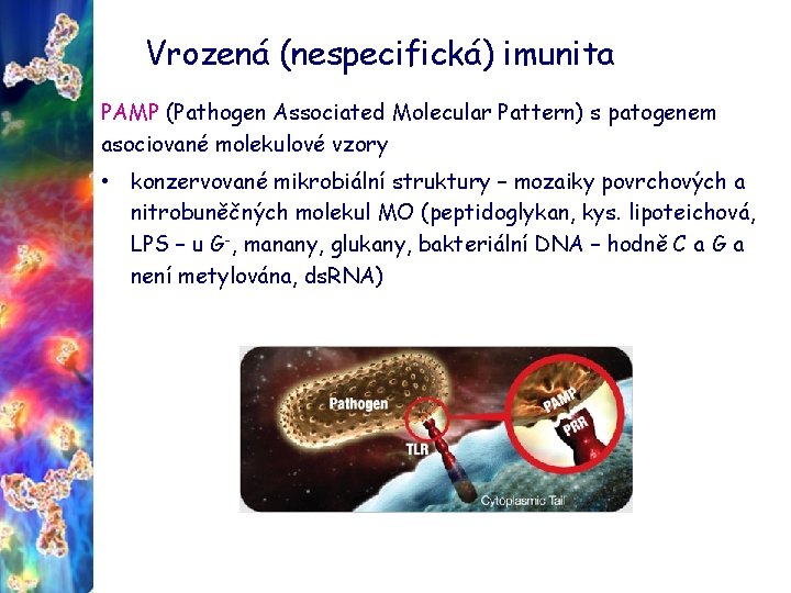 Vrozená (nespecifická) imunita PAMP (Pathogen Associated Molecular Pattern) s patogenem asociované molekulové vzory •