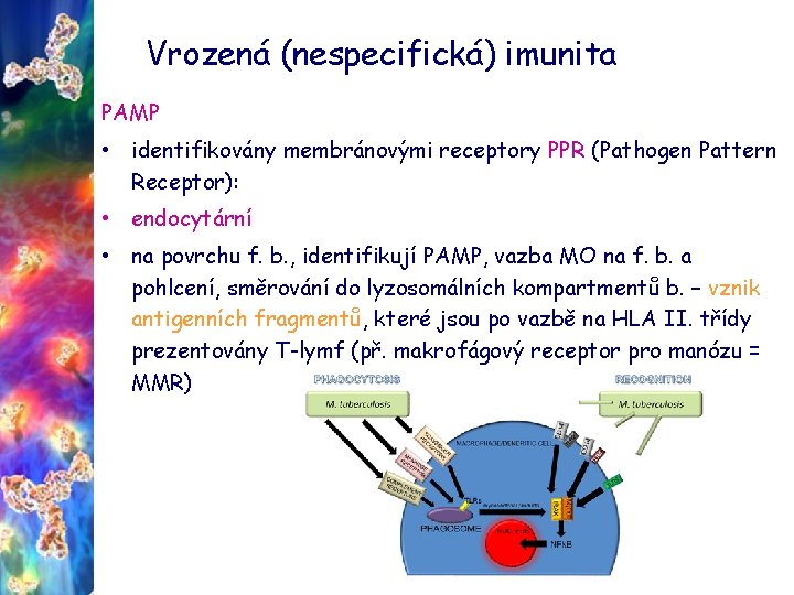 Vrozená (nespecifická) imunita PAMP • identifikovány membránovými receptory PPR (Pathogen Pattern Receptor): • endocytární