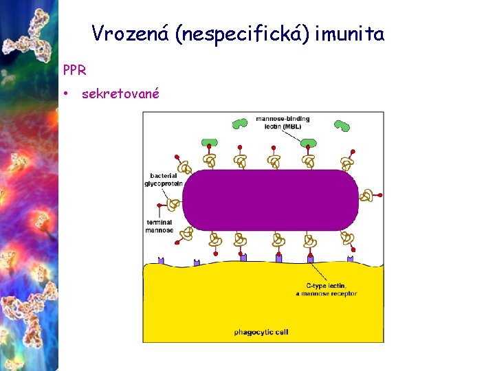 Vrozená (nespecifická) imunita PPR • sekretované 