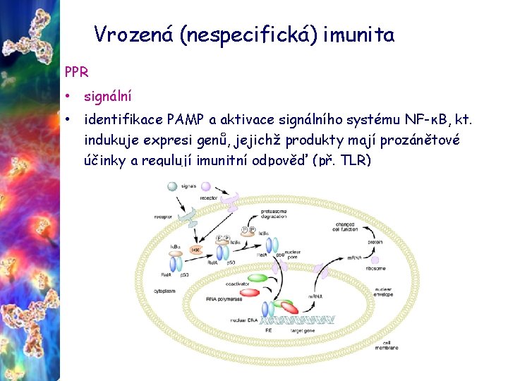 Vrozená (nespecifická) imunita PPR • signální • identifikace PAMP a aktivace signálního systému NF-κB,