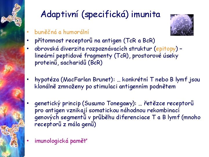 Adaptivní (specifická) imunita • buněčná a humorální • přítomnost receptorů na antigen (Tc. R