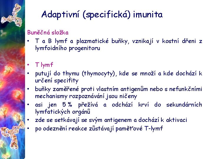 Adaptivní (specifická) imunita Buněčná složka • T a B lymf a plazmatické buňky, vznikají