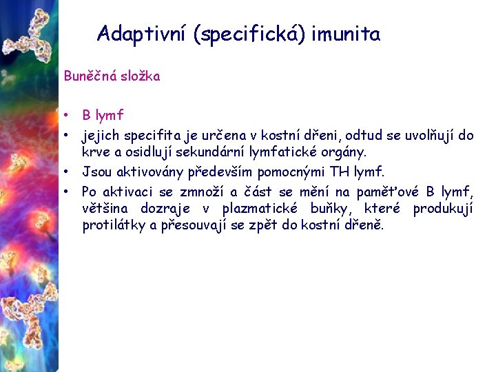 Adaptivní (specifická) imunita Buněčná složka • B lymf • jejich specifita je určena v