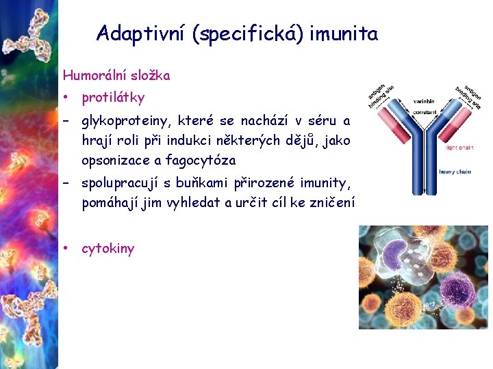 Adaptivní (specifická) imunita Humorální složka • protilátky – glykoproteiny, které se nachází v séru