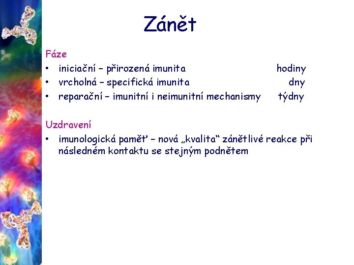 Zánět Fáze • iniciační – přirozená imunita • vrcholná – specifická imunita • reparační