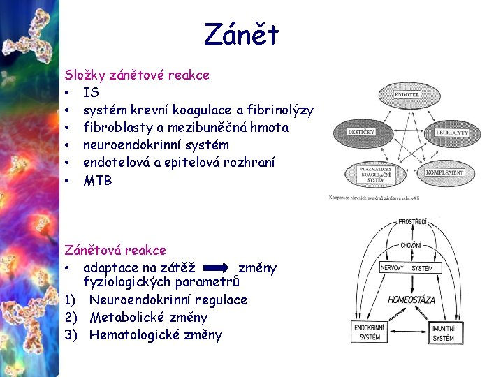 Zánět Složky zánětové reakce • IS • systém krevní koagulace a fibrinolýzy • fibroblasty