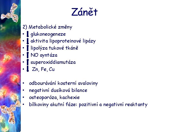 Zánět 2) Metabolické změny • glukoneogeneze • aktivita lipoproteinové lipázy • lipolýza tukové tkáně