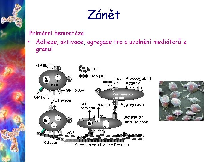 Zánět Primární hemostáza • Adheze, aktivace, agregace tro a uvolnění mediátorů z granul 