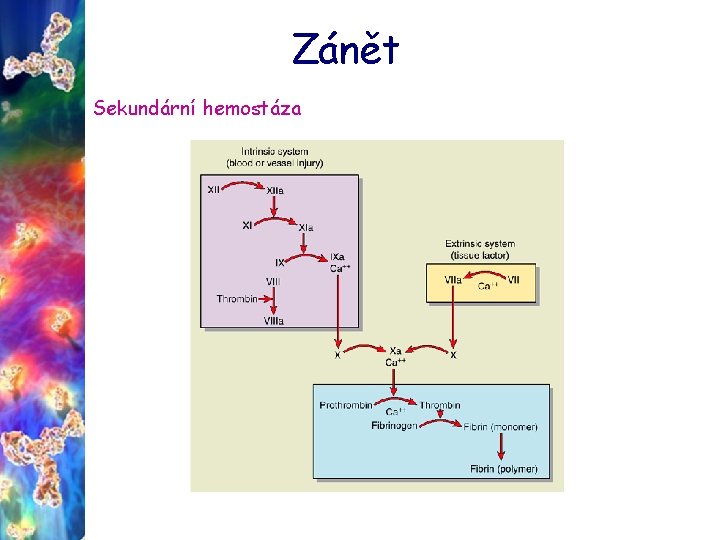 Zánět Sekundární hemostáza 