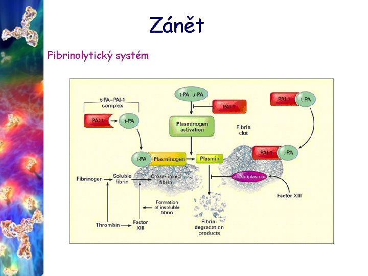 Zánět Fibrinolytický systém 