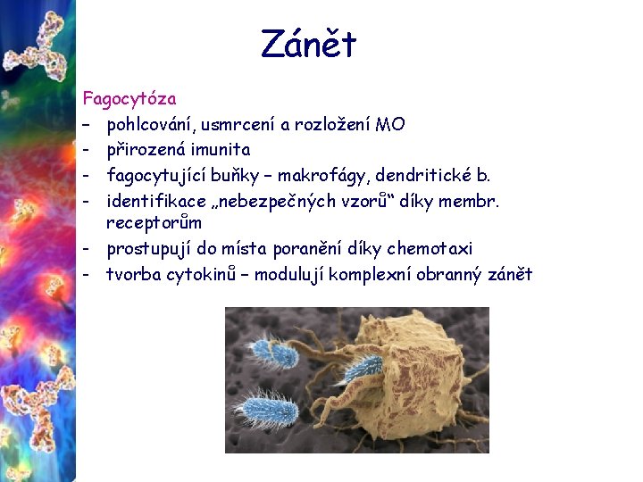 Zánět Fagocytóza – pohlcování, usmrcení a rozložení MO - přirozená imunita - fagocytující buňky