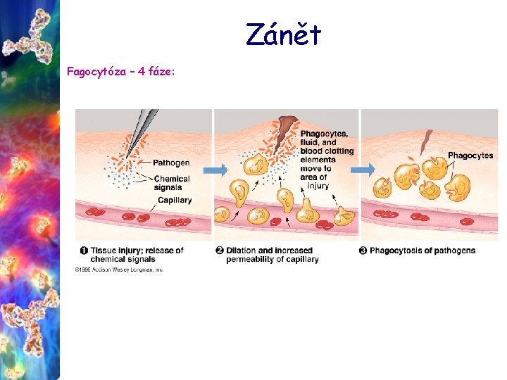 Zánět Fagocytóza – 4 fáze: 