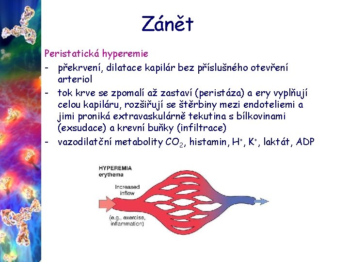 Zánět Peristatická hyperemie - překrvení, dilatace kapilár bez příslušného otevření arteriol - tok krve