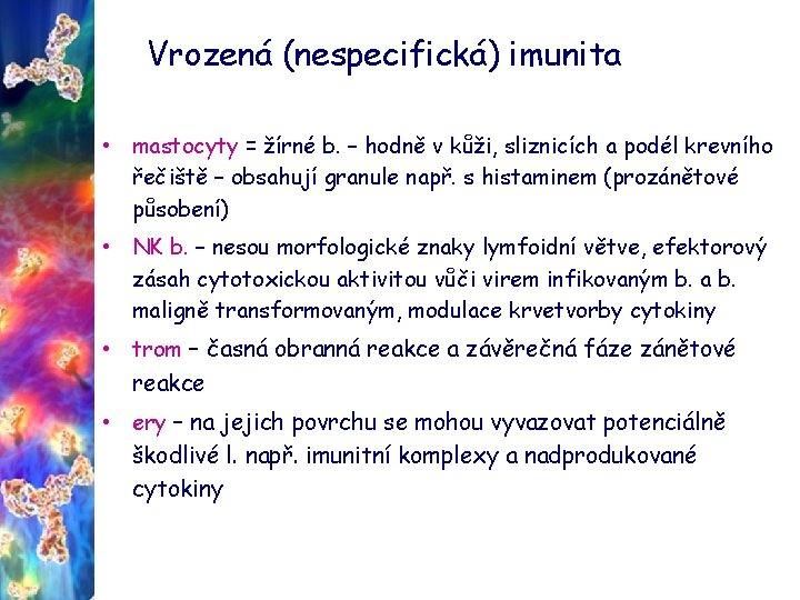 Vrozená (nespecifická) imunita • mastocyty = žírné b. – hodně v kůži, sliznicích a