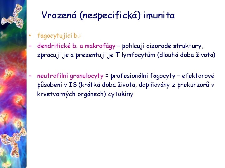 Vrozená (nespecifická) imunita • fagocytující b. : – dendritické b. a makrofágy – pohlcují