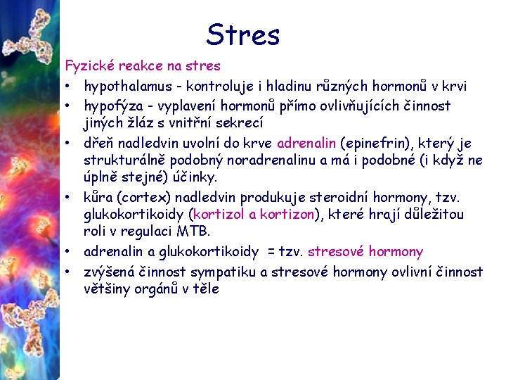 Stres Fyzické reakce na stres • hypothalamus - kontroluje i hladinu různých hormonů v