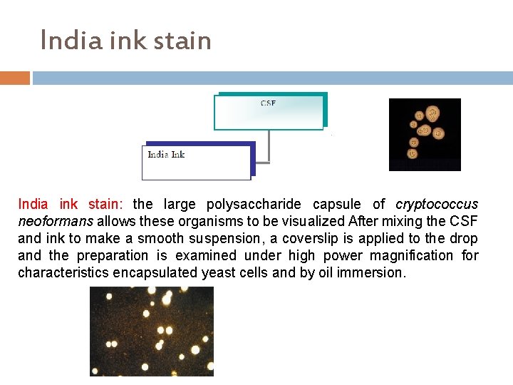 India ink stain: the large polysaccharide capsule of cryptococcus neoformans allows these organisms to