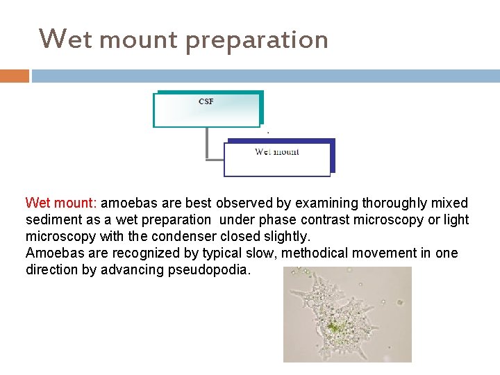 Wet mount preparation Wet mount: amoebas are best observed by examining thoroughly mixed sediment