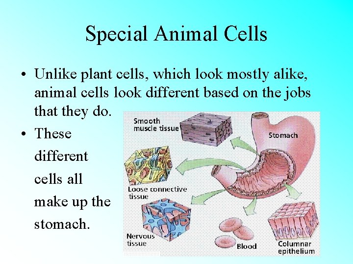 Special Animal Cells • Unlike plant cells, which look mostly alike, animal cells look
